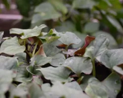 Рыбья мята: уникальные свойства и обилие элементов (ЦСБС СО РАН, ИЯФ СО РАН) rybya myata unikalnye svojstva i obilie elementov czsbs so ran iyaf so ran-signaldaily-ru-0