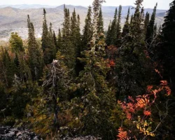 Семья Усольцевых, пропавшая в тайге, снова ищет Следственный комитет semya usolczevyh propavshaya v tajge snova ishhet sledstvennyj komitet-signaldaily-ru-0