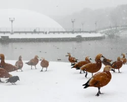 Синоптики обещают Москве мягкую февральскую погоду sinoptiki obeshhayut moskve myagkuyu fevralskuyu pogodu-signaldaily-ru-0