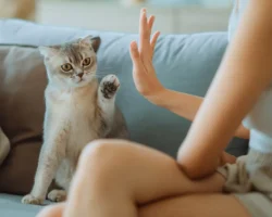 Владимир Гартман советует включить питомца в завещание vladimir gartman sovetuet vklyuchit pitomcza v zaveshhanie-signaldaily-ru-0