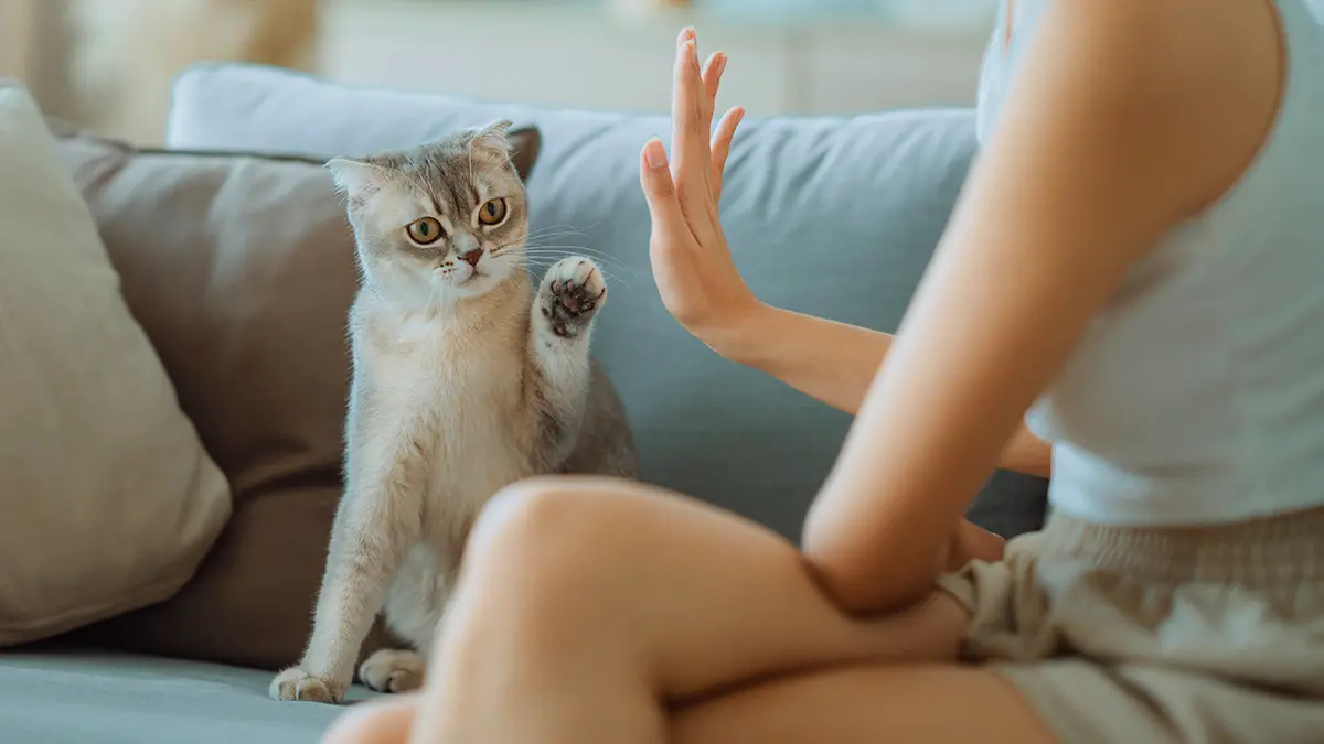 Как защитить питомца после своей смерти