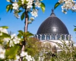 Арбористы ВДНХ обрезают деревья, зацветают луковичные arboristy vdnh obrezayut derevya zaczvetayut lukovichnye-signaldaily-ru-0