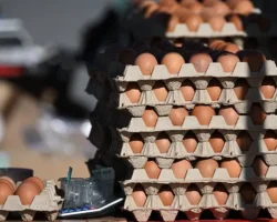 ФАС: цены на яйца под контролем к Пасхе, ретейлеры предупреждены fas czeny na yajcza pod kontrolem k pashe retejlery preduprezhdeny-signaldaily-ru-0