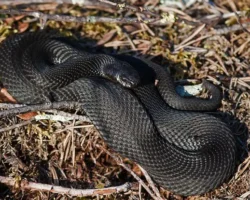 gadyuki v sanktpeterburge  cherlin kommentiruet gorozhane reagiruyut-signaldaily-ru-0