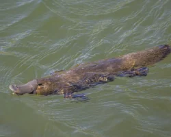 Гентский университет раскрыл загадку меланосом утконоса и ехидны gentskij universitet raskryl zagadku melanosom utkonosa i ehidny-signaldaily-ru-0