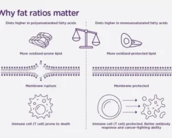 Полиненасыщенные и мононенасыщенные жиры важны для Т-клеток, иммунитета polinenasyshhennye i mononenasyshhennye zhiry vazhny dlya tkletok immuniteta-signaldaily-ru-0