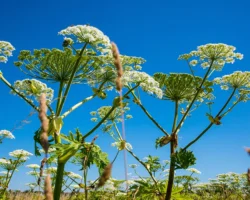 Рослесхоз с экспертами рассказали о победе над борщевиком Сосновского rosleshoz s ekspertami rasskazali o pobede nad borshhevikom sosnovskogo-signaldaily-ru-0