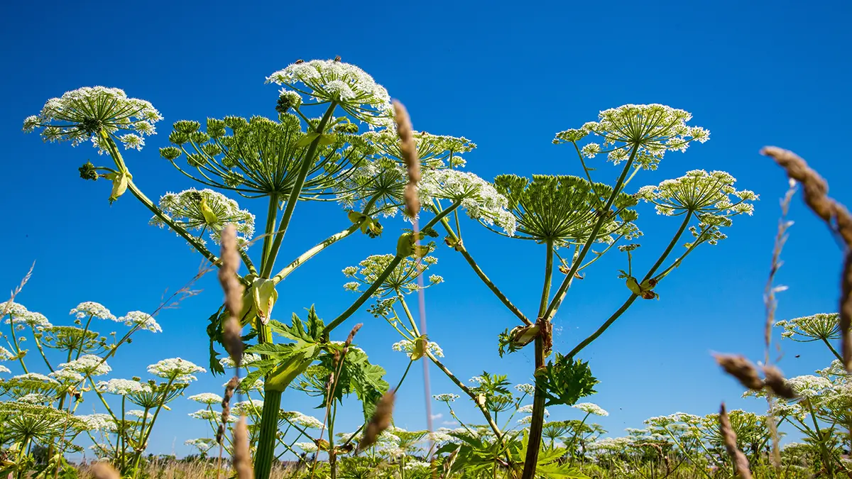 Когда россиян начнут штрафовать за борщевик на даче