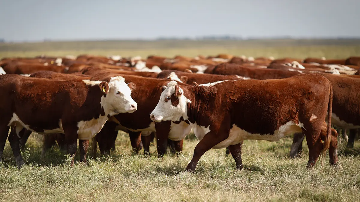 Карантин по пастереллезу планируют отменить в Новосибирской области к маю