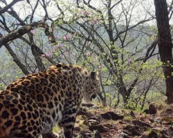 dalnevostochnyj leopard nashel rododendron v zapovednike zemlya leoparda-signaldaily-ru-0