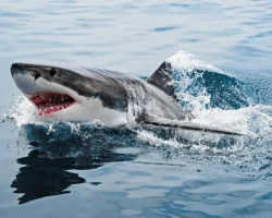 ispanecz i lyuk kun iz avstralii vstretilis s akulami-signaldaily-ru-0