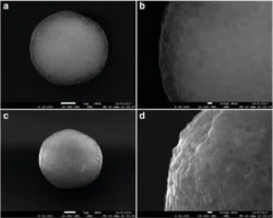 mifi mfti i partnery sozdali mikrokapsuly dlya diagnostiki raka-signaldaily-ru-0