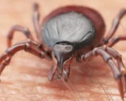 В Красноярском крае стало больше обращений об укусах клещей v krasnoyarskom krae stalo bolshe obrashhenij ob ukusah kleshhej-signaldaily-ru-0