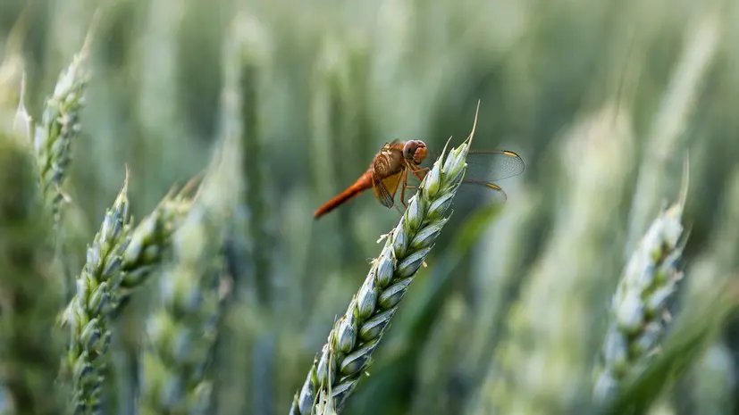 «Известия»: непогода может сорвать посевную яровых в России