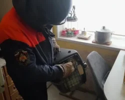 v magadane mchs pomoglo zhitelyam spravitsya s agressivnym kotom-signaldaily-ru-0