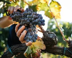 temnyj vinograd chernika  antocziany i resveratrol dlya serdcza-signaldaily-ru-0