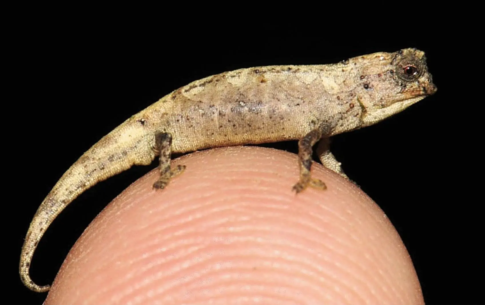 Brookesia nana — самый маленький хамелеон на планете Земля-0