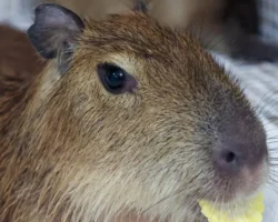 moskovskij zoopark obyasnil pochemu kapibary ne podhodyat dlya doma-signaldaily-ru-0