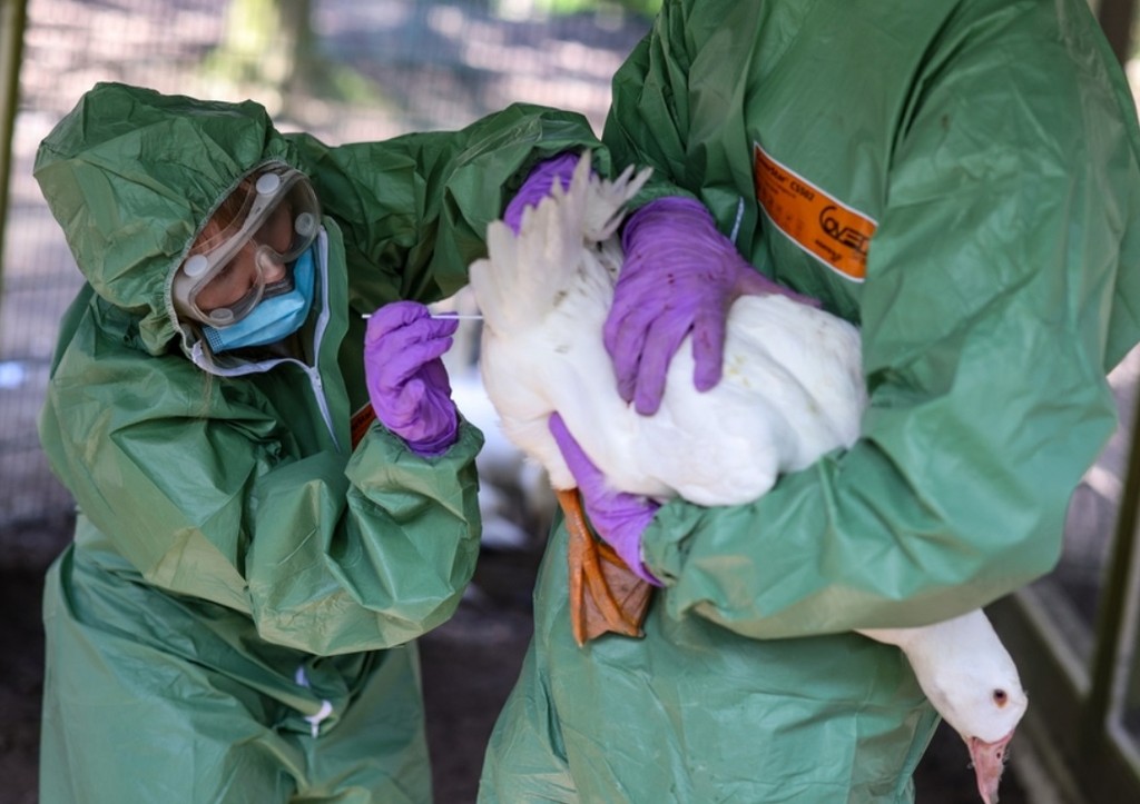 Зафиксирована первая смерть от птичьего гриппа H5N1 в США