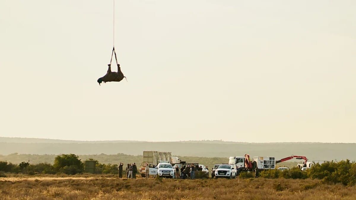 Airbus AS350 Astar и UH1-H Huey в миссии WWF по спасению черных носорогов-0