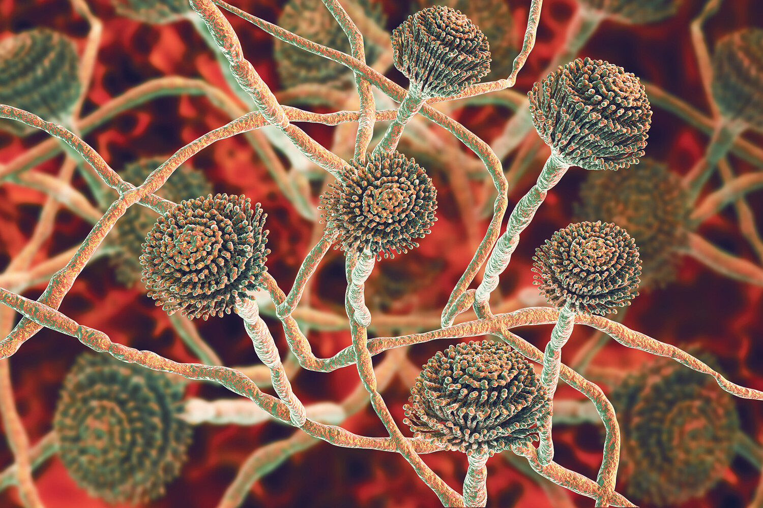 Учёные Манчестерского университета раскрыли открытия о Aspergillus fumigatus и климате-0