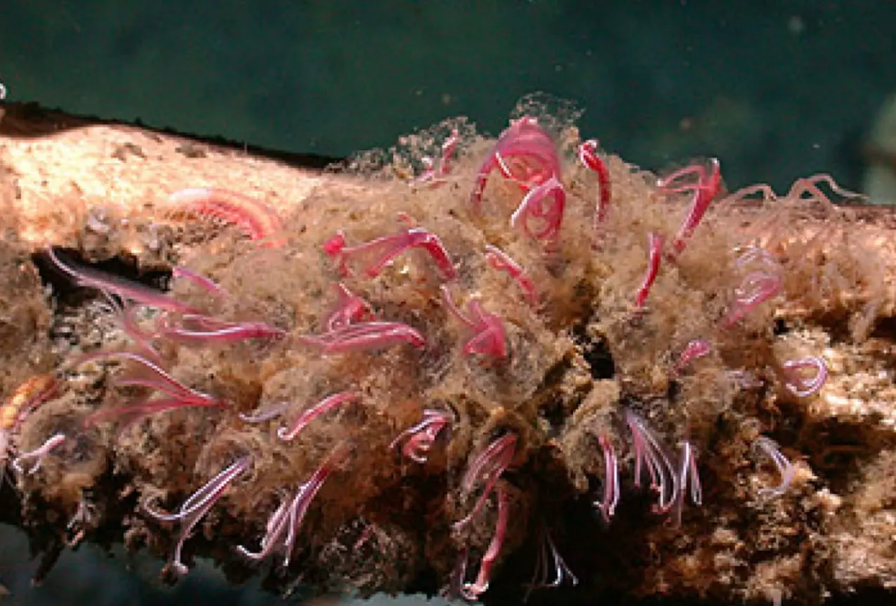 Как черви-костоеды способствуют свободному дыханию океана и китов-0