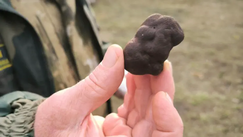 В Саратовской области нашли самые дорогие в мире трюфели