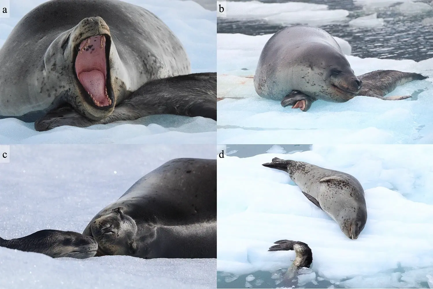 Морской леопард LSR01 и уникальное посмертное поведение в Чилийской Патагонии-0