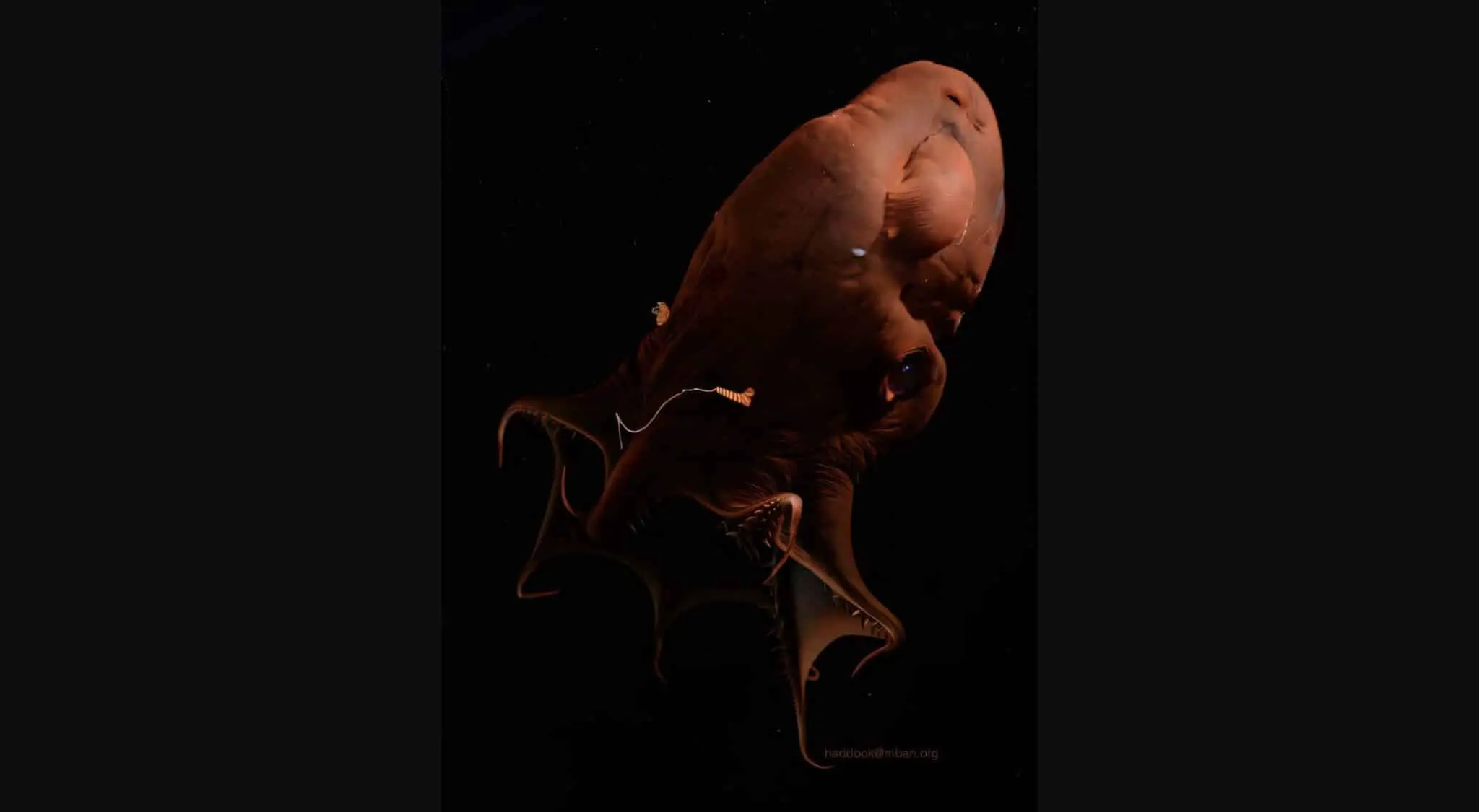 Учёные из Университета Симанэ раскрыли геном адского вампира и его родство с кальмарами и осьминогами-0