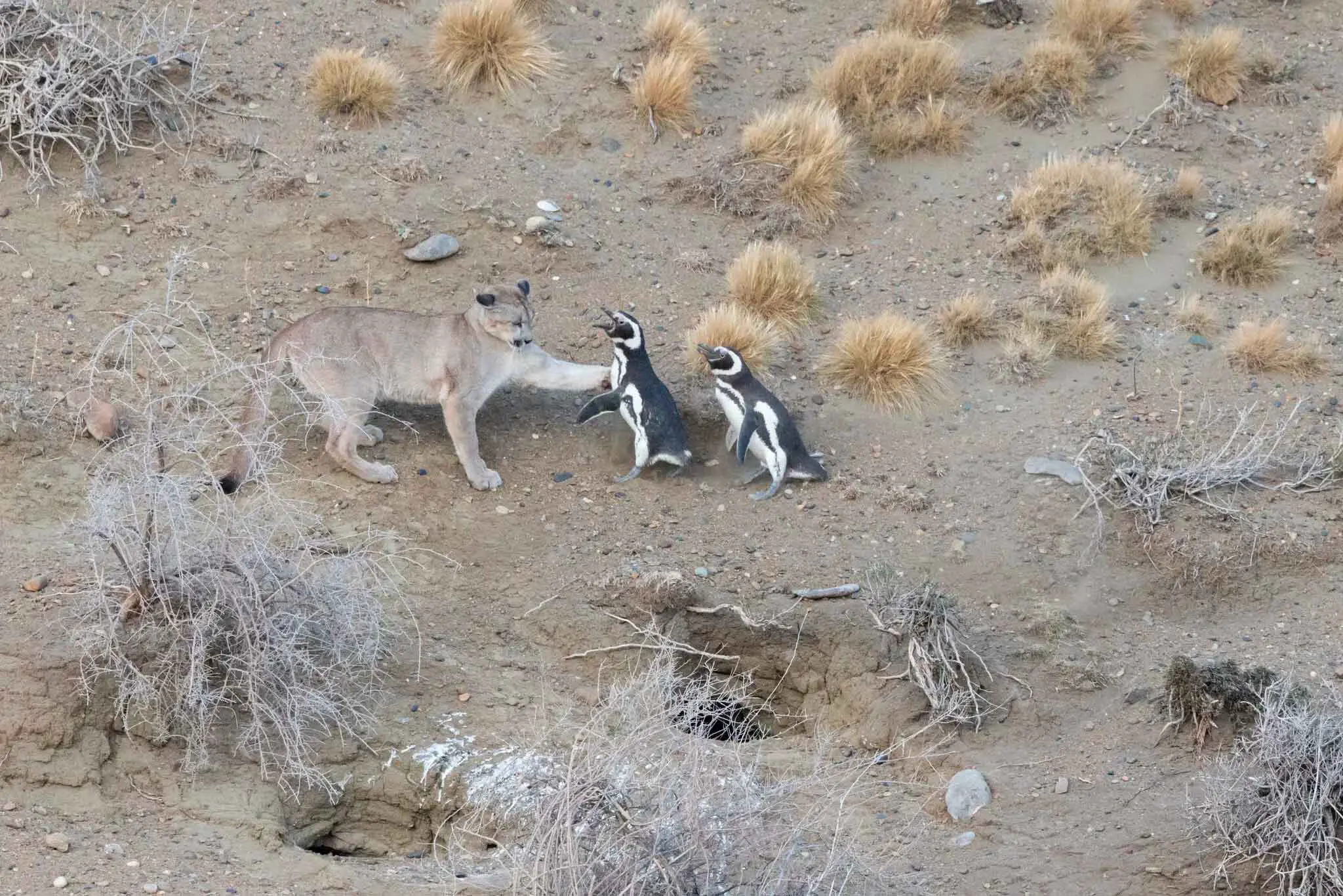 Как пингвины и пумы формируют новое питание экосистемы Патагонии-0