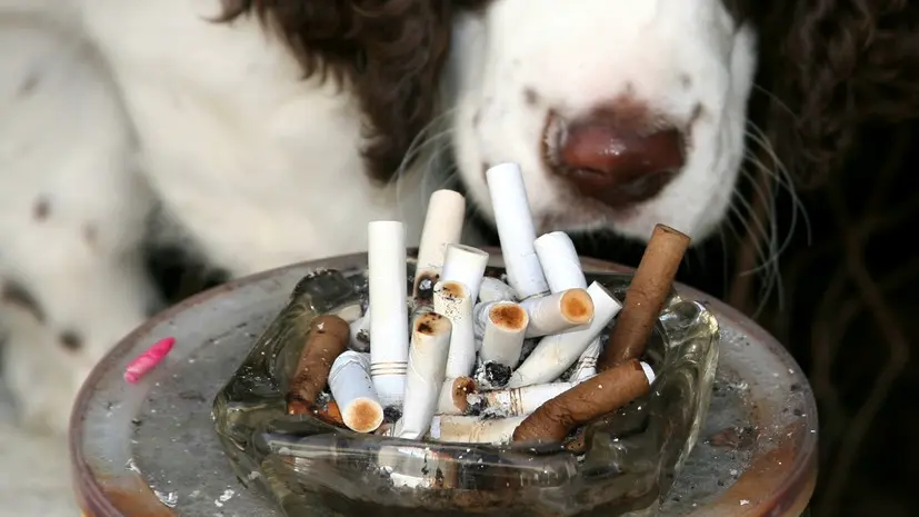 Ветеринар Гуляева объяснила, как курение хозяина вредит питомцам