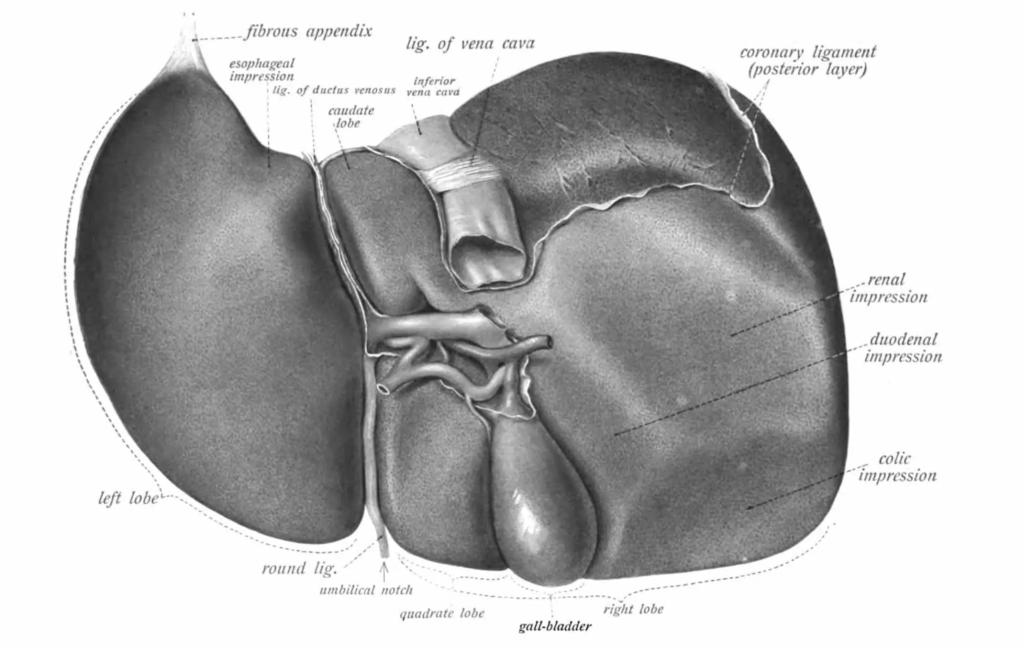 Гепатоциты и биопечать 3D: инновационная печень-на-чипе для медицины-0