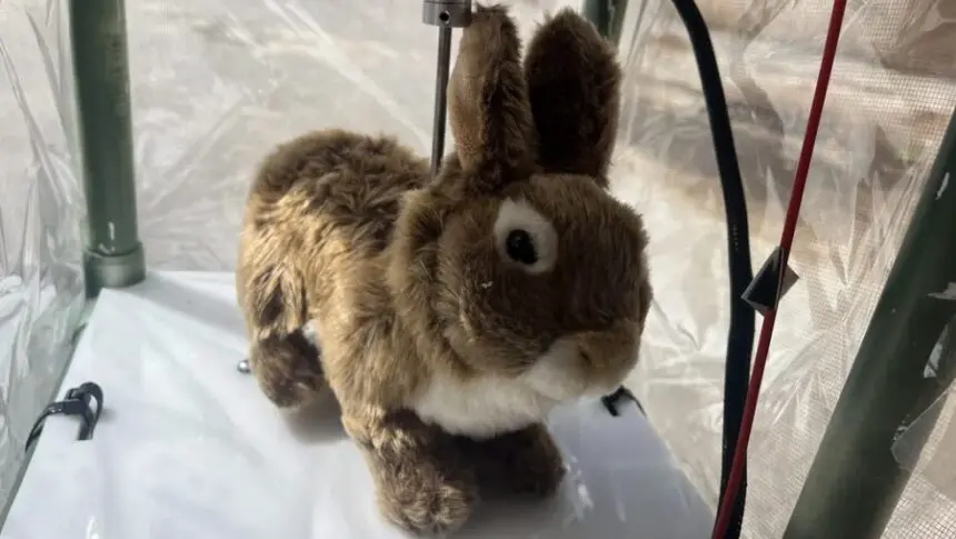 Инновационные роботы-кролики спасают Флориду от нашествия питонов-0