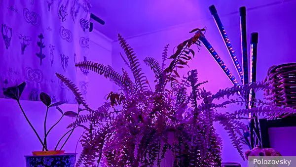 Агроном объяснил пользу розового света зимой для рассады и комнатных цветов