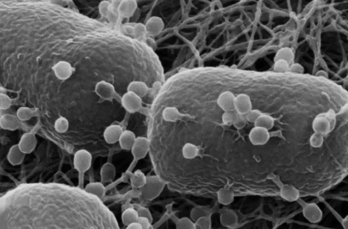 МКС: бактериофаги E. coli и T7 борются с инфекциями-0
