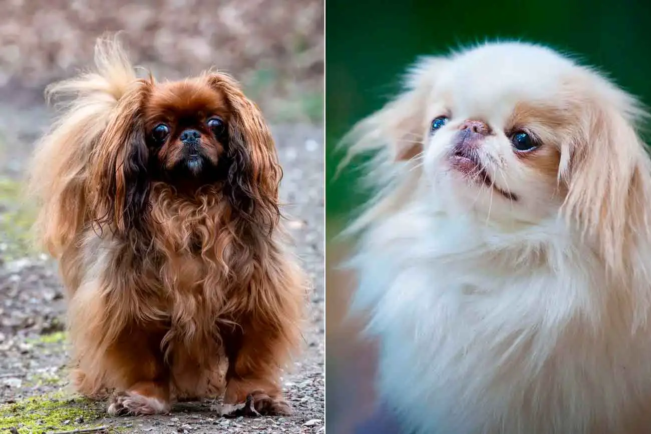 Кембриджский университет назвал 12 пород в группе риска брахицефалии-0