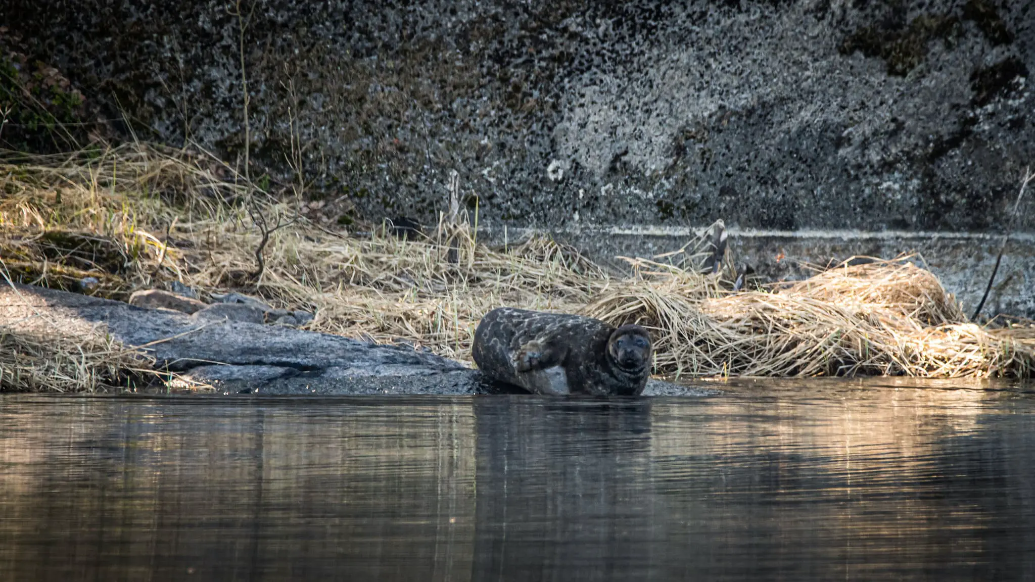 Кольчатые нерпы в Гренландии меняют охоту из-за изменения климата-0