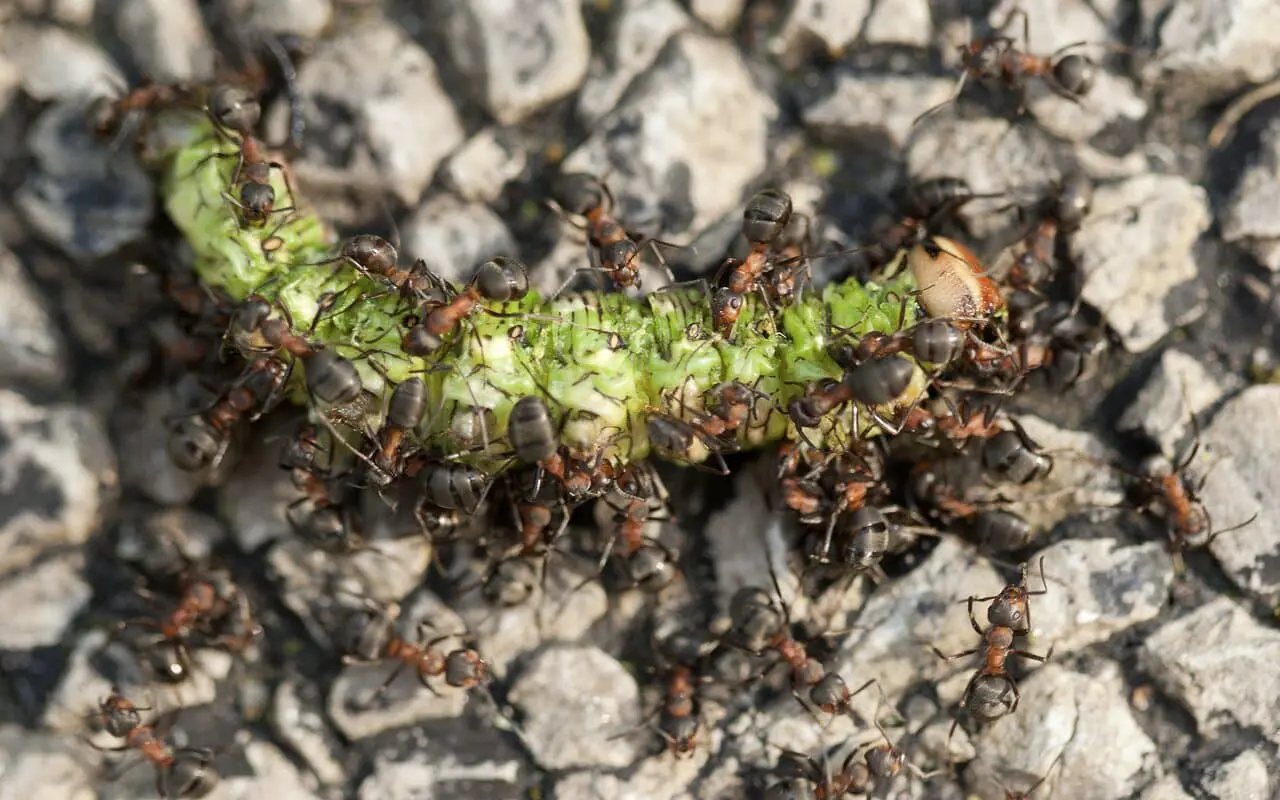 Мирмекофилы умело маскируются среди муравьев с помощью химии-0