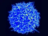 CD4+T-клетки и ЦММ открывают новые горизонты прогнозирования старения 4kletki i czmm otkryvayut novye gorizonty prognozirovaniya stareniya-mynewton-ru-0