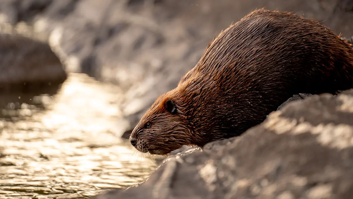 В каком районе Москвы обитает больше всего бобров