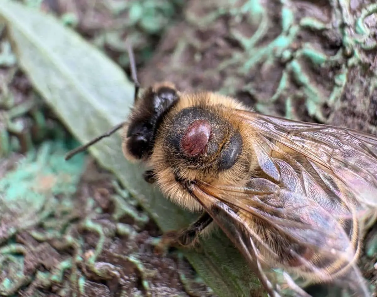 Гибридные пчелы Калифорнии побеждают Varroa destructor без химии!-0