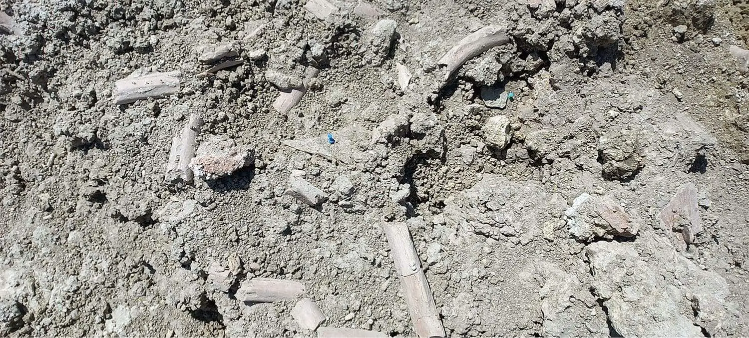 Олдувай: разделка Elephas recki и ашельская культура Homo erectus-0