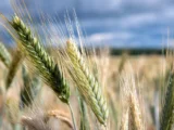 anna usachyova rdkb otmechaet zlakovye travy  glavnyj allergen iyunya-mynewton-ru-0