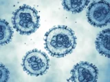 hantavirus s    itogi rasprostraneniya k 19 maya-mynewton-ru-0