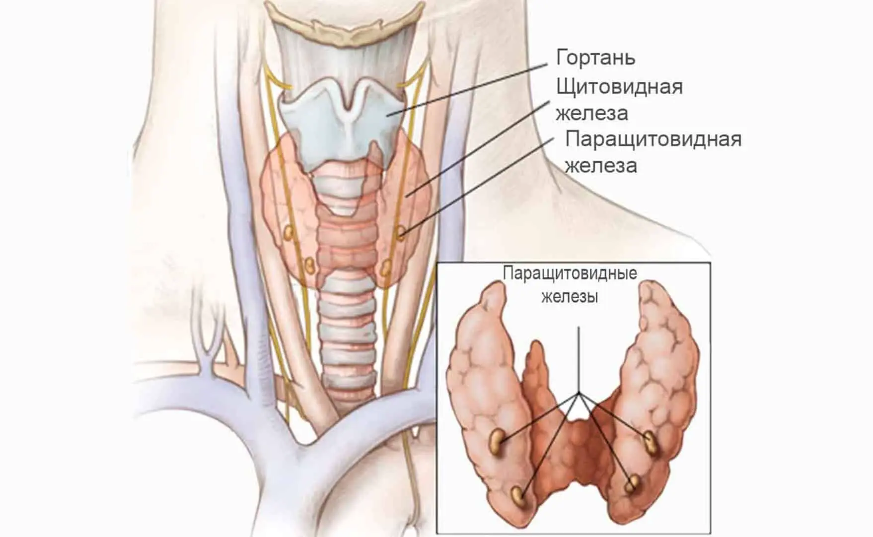 Валерий Литвинов из Пермского Политеха о щитовидной железе и роли йода-0