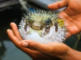 anatolij tavricheskij i rgo rasskazali o rybe fugu na dalnem vostoke-mynewton-ru-0