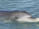 samki afalin sharkbej otlichayut agressivnyh samczov po zvukam-mynewton-ru-0