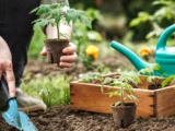 podzimnij posev czvetov sovety agronoma dlya sadovodov-mynewton-ru-0