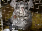 Грызуны атакуют сады и погреба: как с ними бороться gryzuny atakuyut sady i pogreba kak s nimi borotsya-mynewton-ru-0