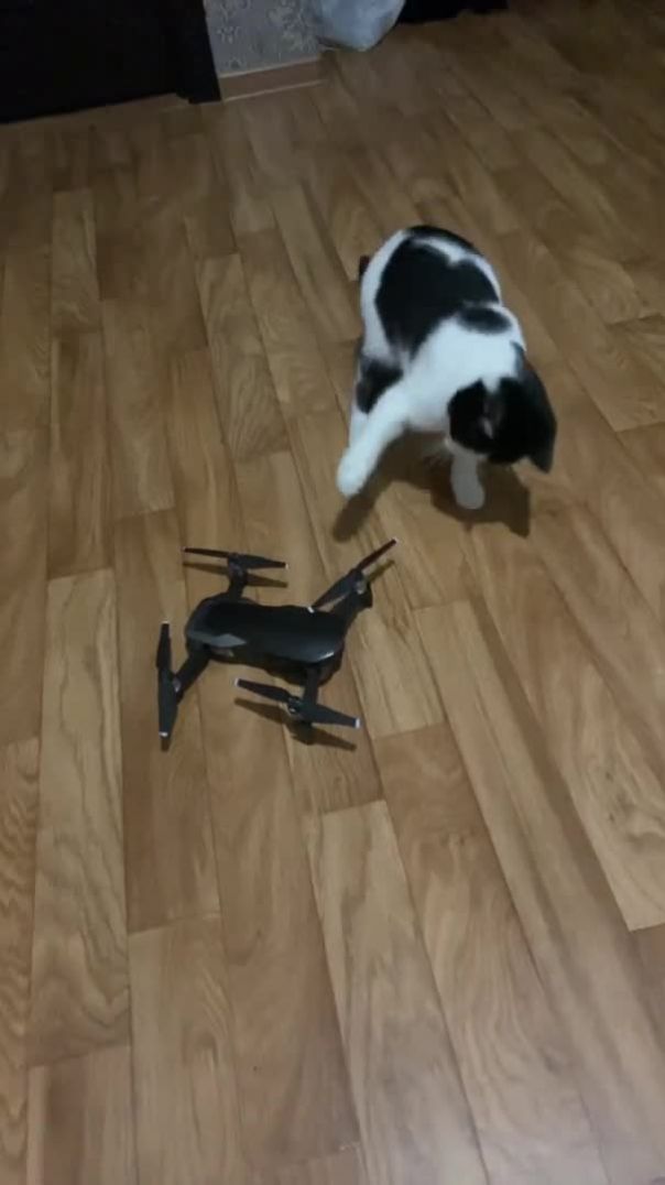 Dji Mavic AIR против кошка